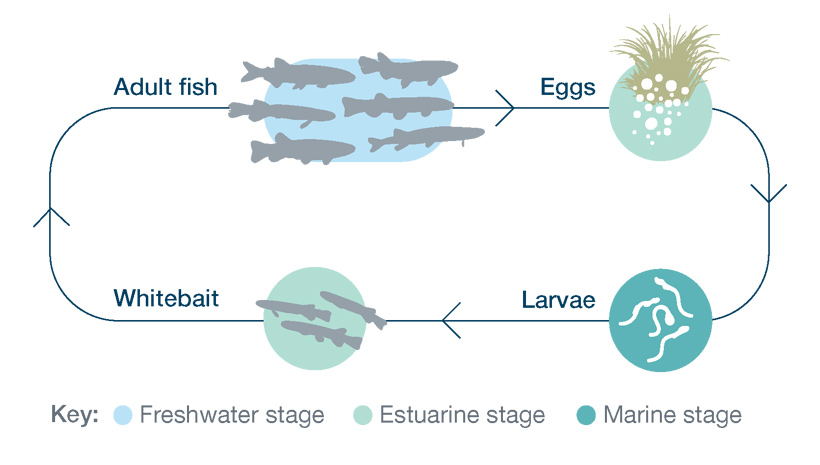 A diagram showing how adult fish create eggs that then turn to larvae and then whitebait before becoming adult fish.