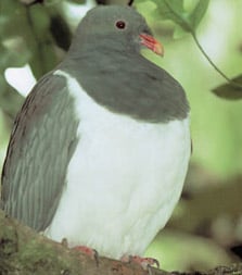 Parea (Chatham Island wood pigeon). Photo: Ian Flux.