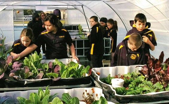 Students tending plants in the Wairakei Primary School Aquaponic garden. 