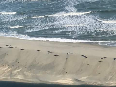 Whales stranded on beach near Haast. 