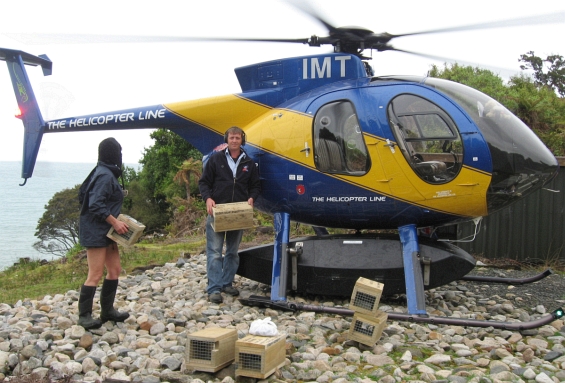 Dale Green from High Country Helicopters drops off traps to Joyce at the South Coast Track.