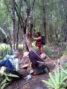 Volunteers and Joyce Kolk from Wairaurahiri Jet install traps along the South Coast Track