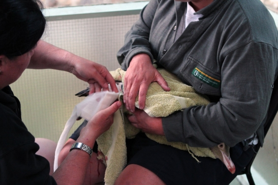 Bandaging an injured penguin.