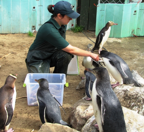 Emma Curtin feeding penguins.