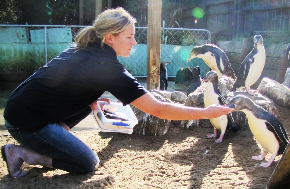 Julia Reid feeding yellow-eyed penguins.