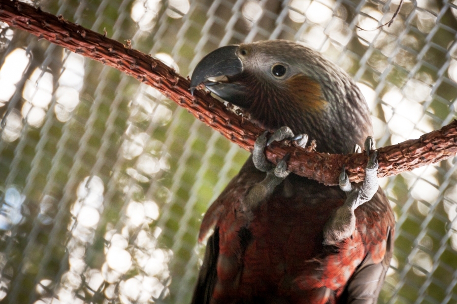 One of the kākā chicks reared at Te Anau Wildlife Centre this summer. Photo Sarah Stirrup.