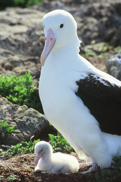 Northen royal albatross adult and chick. 