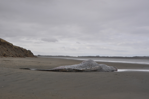 The dead sperm whale washed up on Oreti Beach