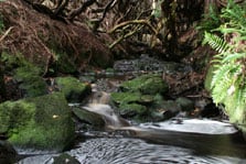 Forest stream - a typical habitat for freshwater invertebrates.