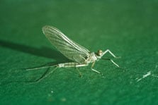 Adult mayfly. Photo: D Veitch.
