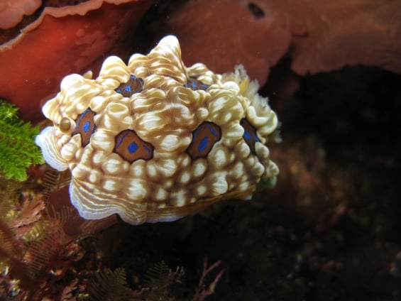 Gem nudibranch in the Poor Knights Islands Marine Reserve.