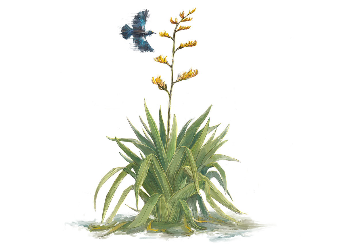 Illustration of a harakeke plant in flower with a tui swooping in for nectar.