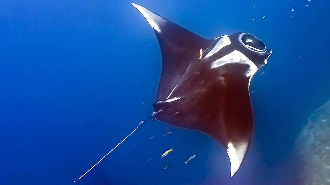 giant manta ray caught