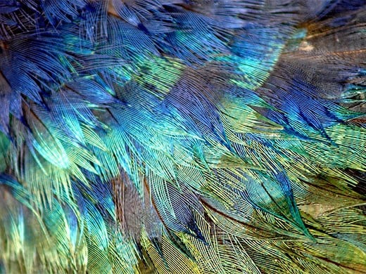 Takehē feathers