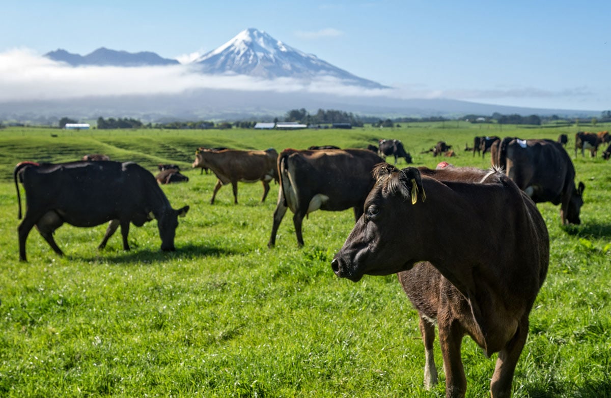 АГРОДОМ Agrodome новая Зеландия