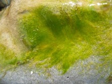freshwater algae identification