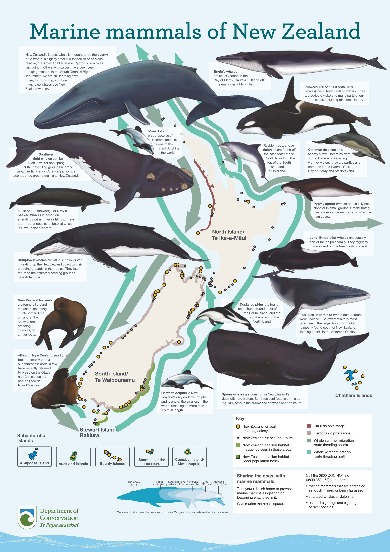 Marine mammals of New Zealand poster: Marine mammals publications