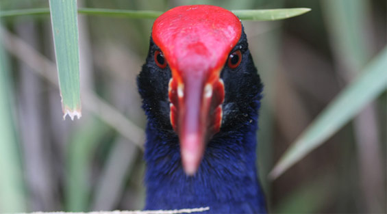 Pukeko: Wetland birds