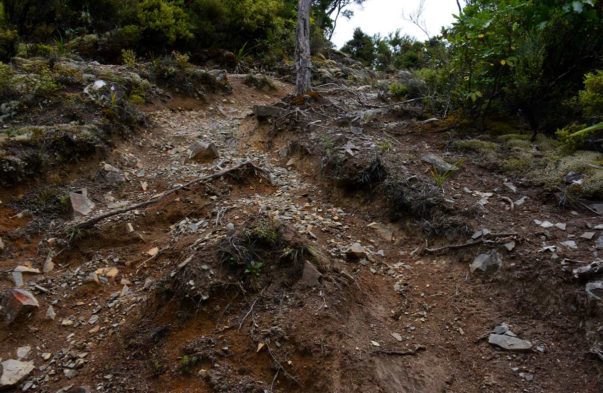 Kiwi Saddle Hut Via Mt Kuripapango: Kaweka Forest Park, Hawke's Bay Region