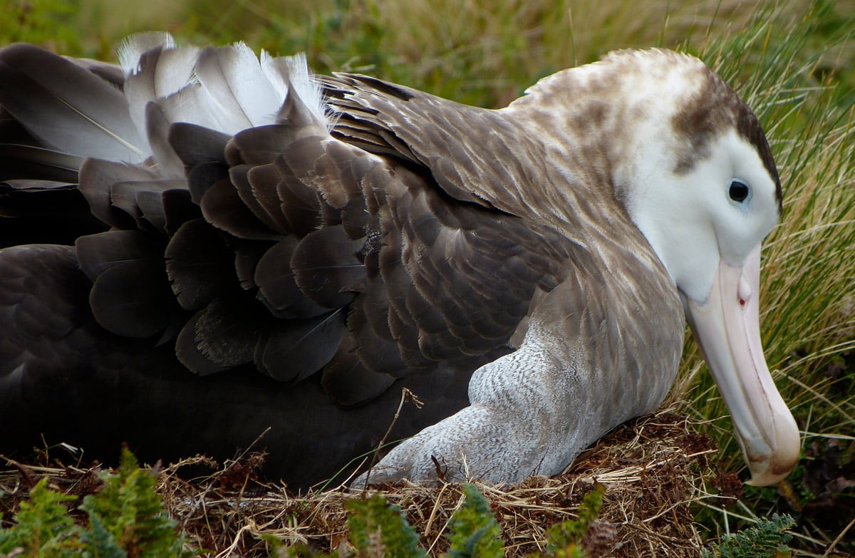 giant albatross wingspan