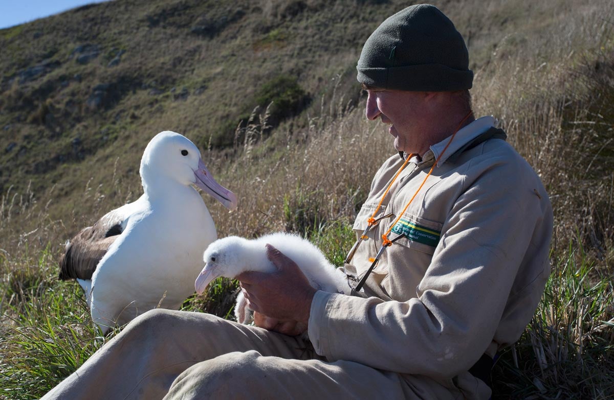 hoop architect rand Northern royal albatross: New Zealand sea and shore birds