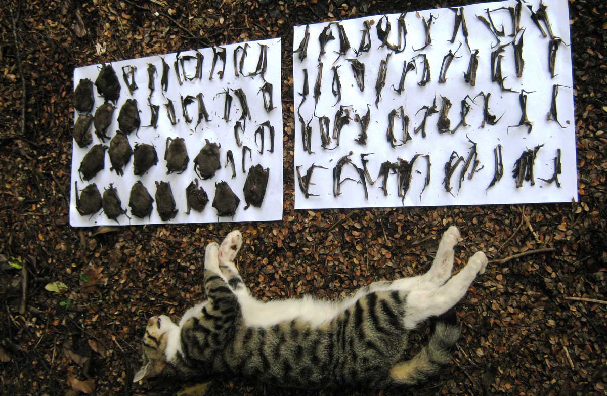 New Zealand, eliminate cats: They kill endangered bird species and