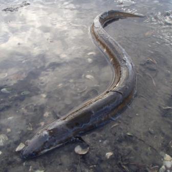 Lessons to be learnt from eel deaths: Media release 4 May 2015