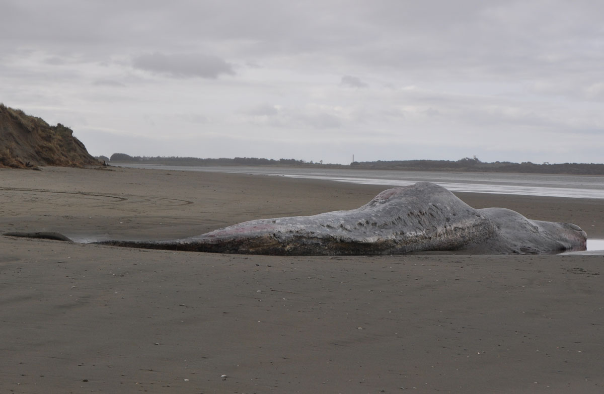 Dead Whale Washes Up On Oreti Beach: Media Release 29 September 2015