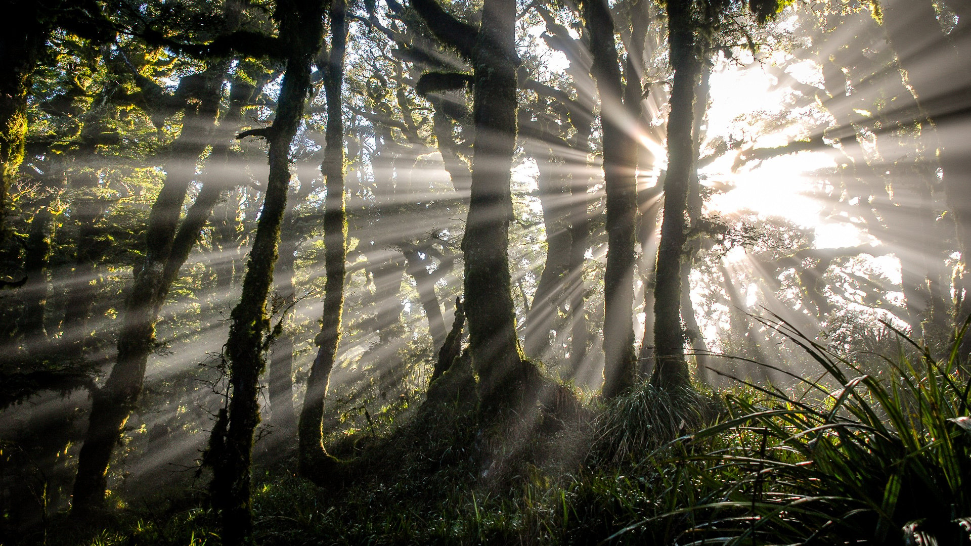 hundreds-already-employed-in-jobs-for-nature-media-release-12-june-2020