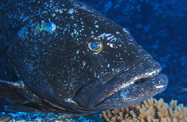 black grouper