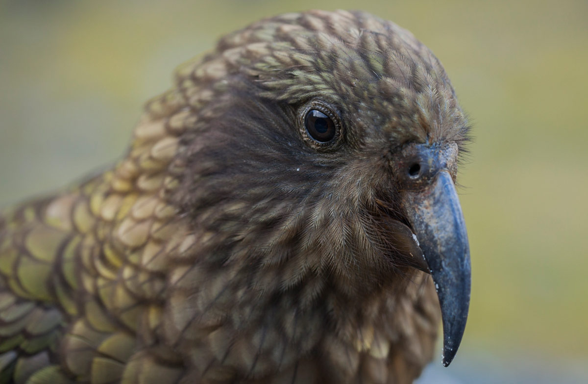 DOC concerned about captive kea deaths: Media release 6 ...