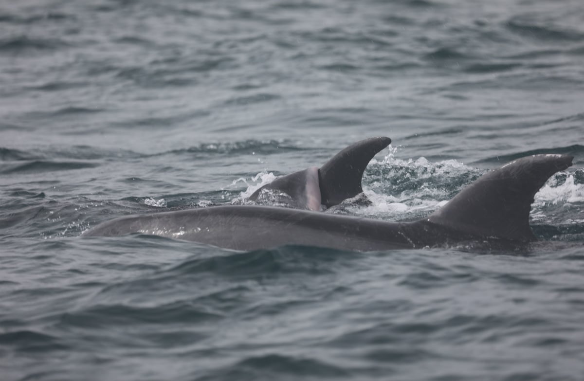 Deceased dolphin calf in Bay of Islands: Media release 1 February 2019