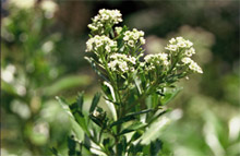 Coastal Cress Native Plants