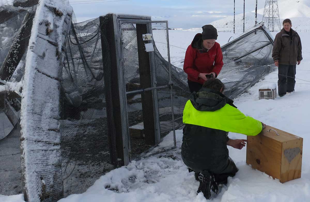 Heavy snow causes black stilt aviary collapse: Media release 23 June 2015