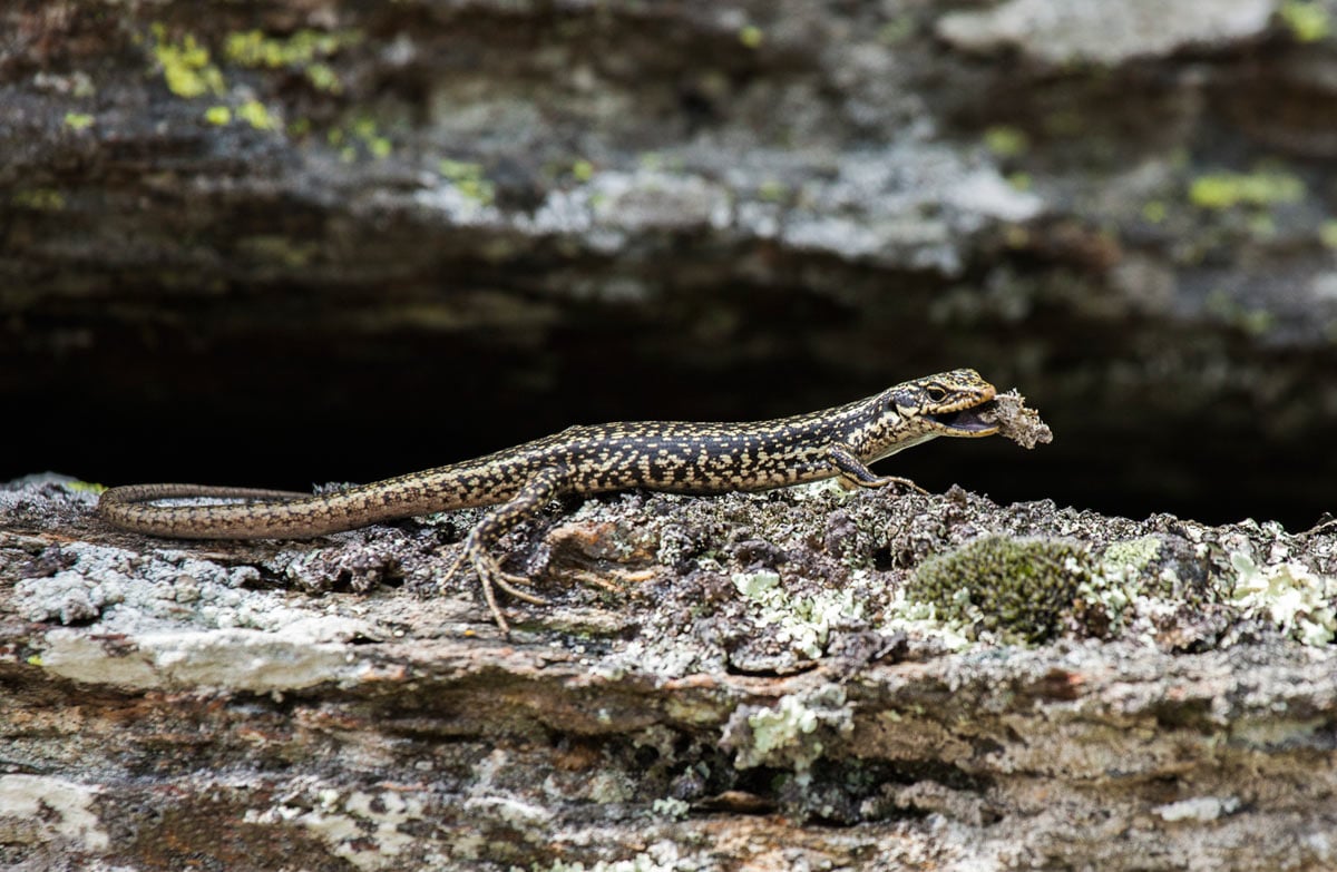 Videos: Grand and Otago skinks