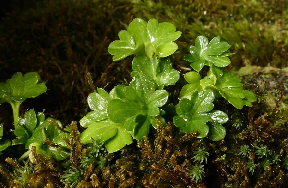 Rare native buttercup found on Stewart Island: Media release 12 April 2017