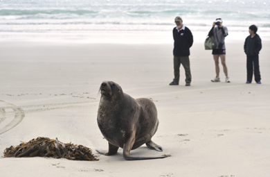 Have your say on sea lion threats