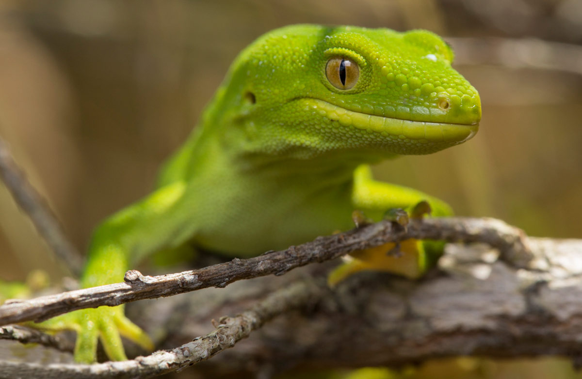 Reptiles and frogs: species programmes