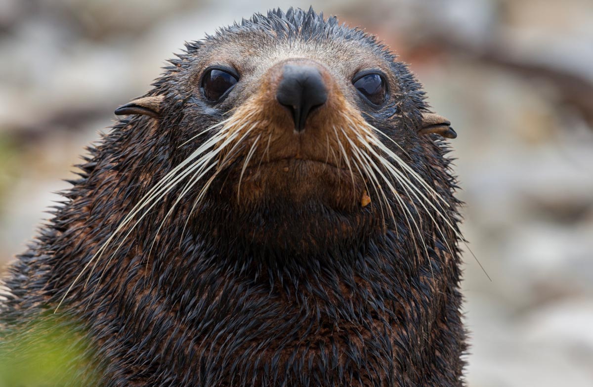 Fur seal/kekeno numbers growing in Hawke's Bay: Media Release 8 August 2019