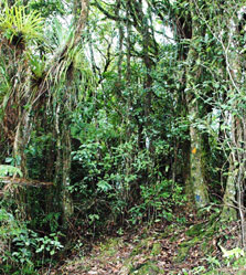 Mangamuka Tramping Track: Raetea Forest, Northland