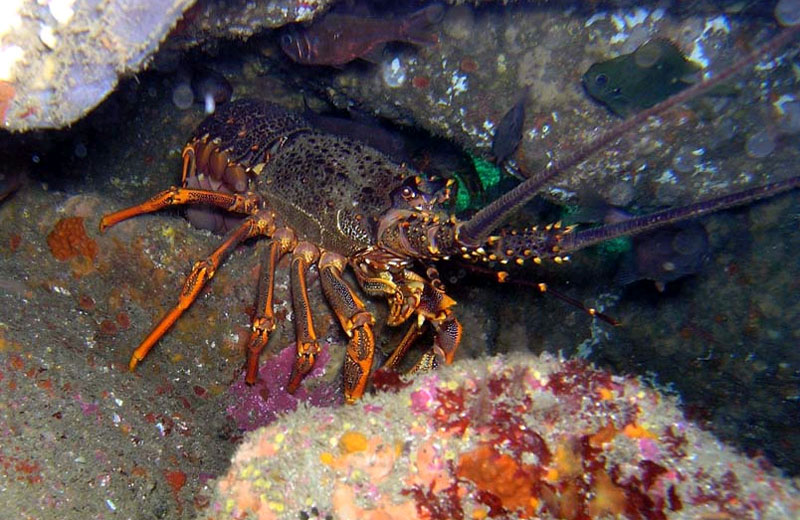 lobster rock marine cape reserve rodney point goat island species nz report seafood govt doc