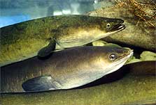 Eels: New Zealand freshwater fish