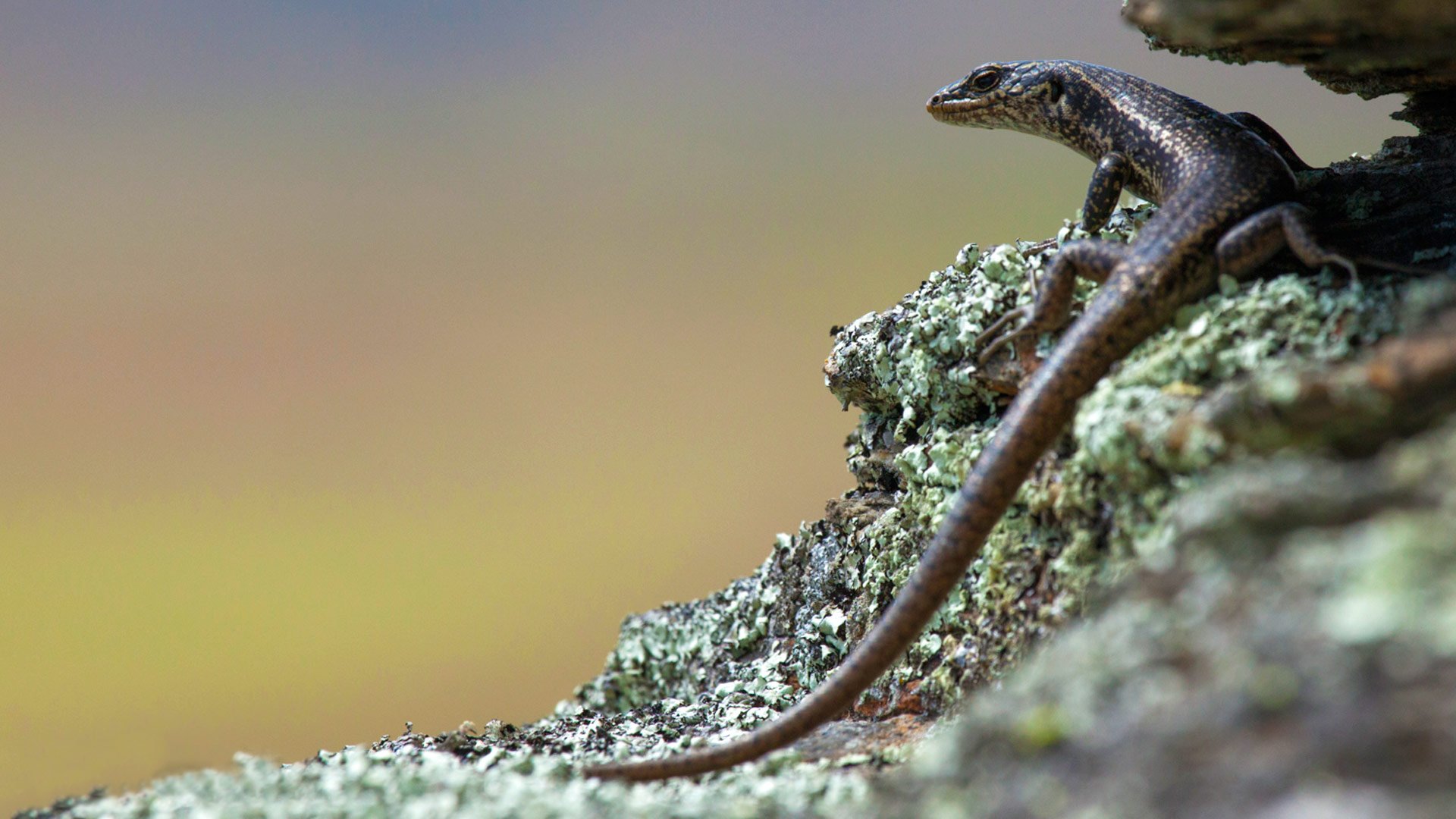 Rare lizard habitat protected: Media release 24 December 2020