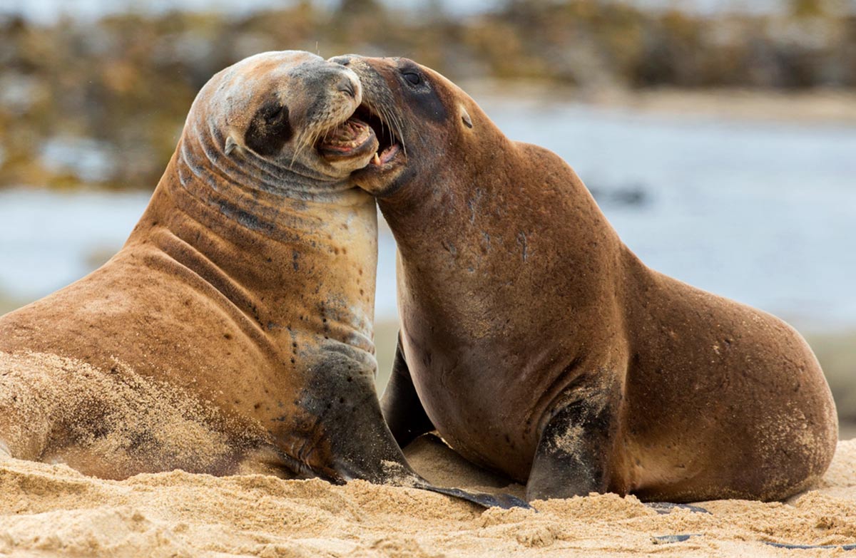 Another Word For Sea Lion In English