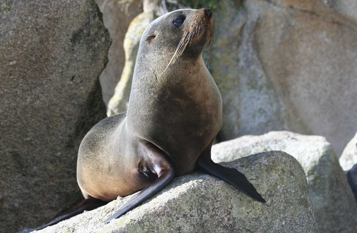 Fur Seals Protected In Abel Tasman National Park: Media Release 9 