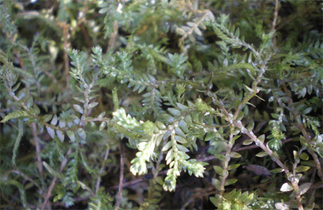 Have you seen these plants on Matiu/Somes Island?: Weeds