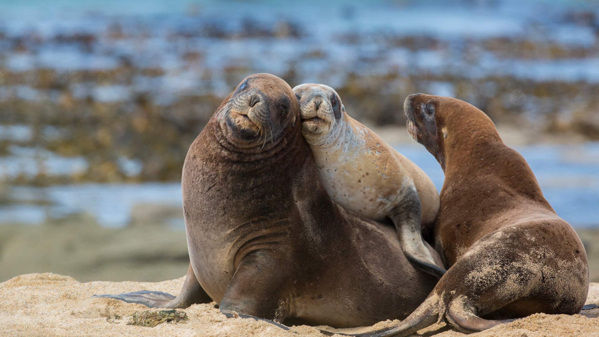 Mixed results for sea lion breeding season Media release 21 February 2019