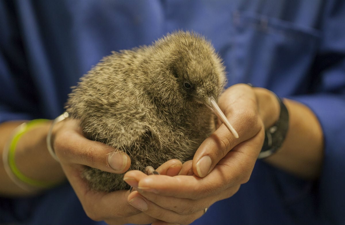 Holding Wildlife For Rehabilitation Apply For Permits