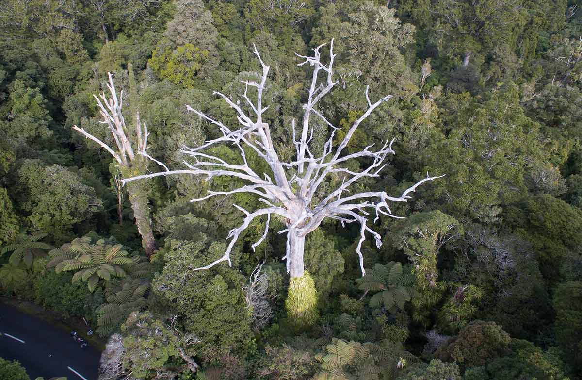 new-zealand-s-largest-known-living-kauri-tree-tane-mahuta-s-sheer