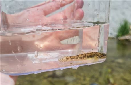 Whanganui River Restoration: Ngā Awa River Restoration Programme